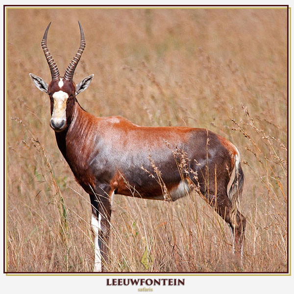 Leeuwfontein Safaris