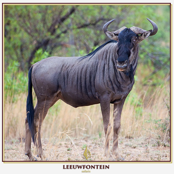 Leeuwfontein Safaris