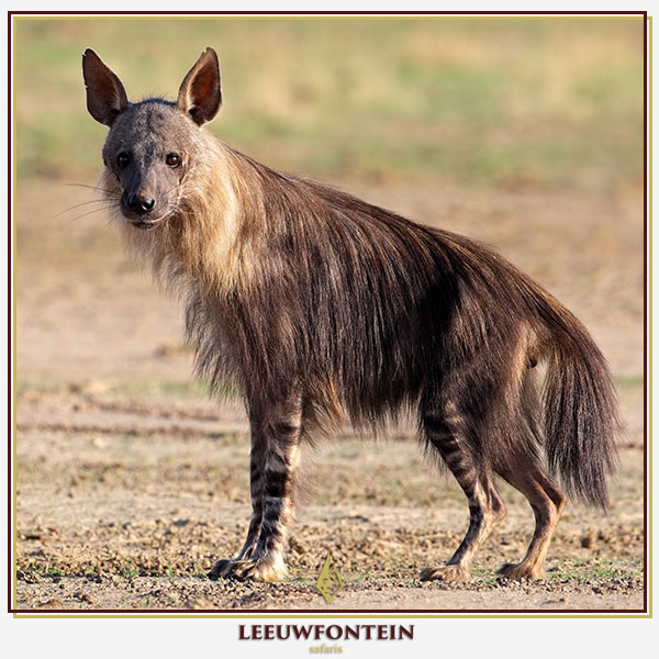 The brown hyena (Parahyaena brunnea) is a formidable scavenger and occasional hunter, presenting a unique challenge to those who seek it in the South African wilderness.