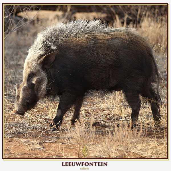 The bushpig (Potamochoerus larvatus) is a robust and elusive member of the pig family native to sub-Saharan Africa, including South Africa.