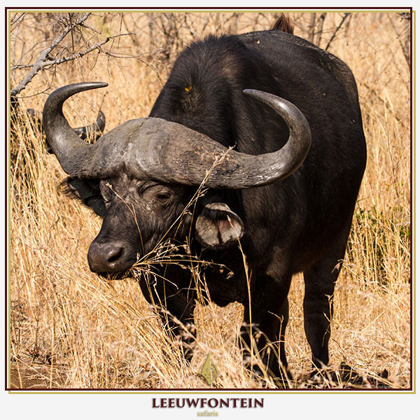 The Cape buffalo (Syncerus caffer), also known as the African buffalo, is one of the most sought-after and challenging big game animals in South Africa. 