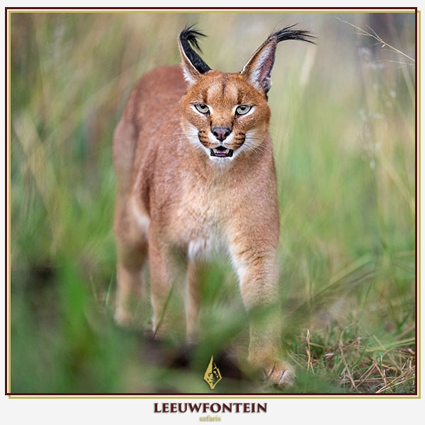 The caracal (Caracal caracal) is a medium-sized wild cat that presents both a formidable challenge and a prized trophy for South African hunters. 