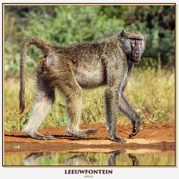 The Chacma baboon (Papio ursinus), also known as the Cape baboon, is a prominent primate species native to southern Africa.