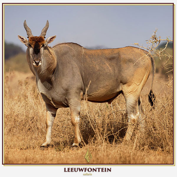The eland (Taurotragus oryx) is the largest antelope species in South Africa and represents both an impressive hunting challenge and a highly sought-after trophy.