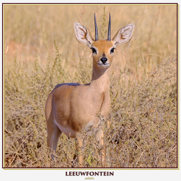 The common duiker (Sylvicapra grimmia) is a small, adaptable antelope found across Africa south of the Sahara. It thrives in savannas, hilly areas, and near human settlements, using vegetation for concealment.