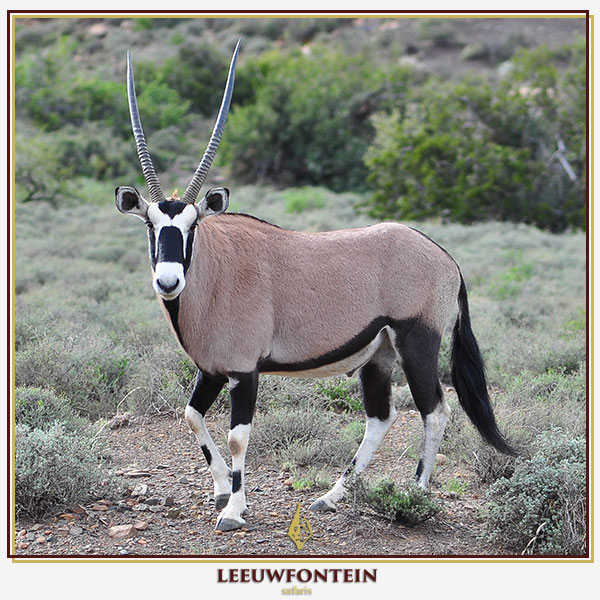 The gemsbok (Oryx gazella) is one of South Africa’s most sought-after plains game species, revered for its striking appearance, endurance, and challenging nature as a hunting quarry. 