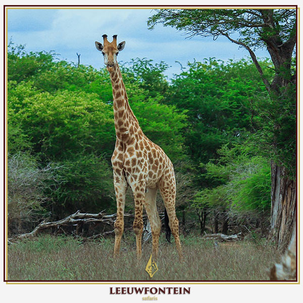 The giraffe (Giraffa camelopardalis) is the tallest land mammal and a unique trophy for South African hunters. 