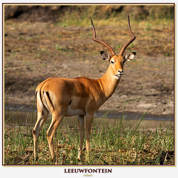 The impala (Aepyceros melampus) is one of the most sought-after antelope species for hunters in South Africa.