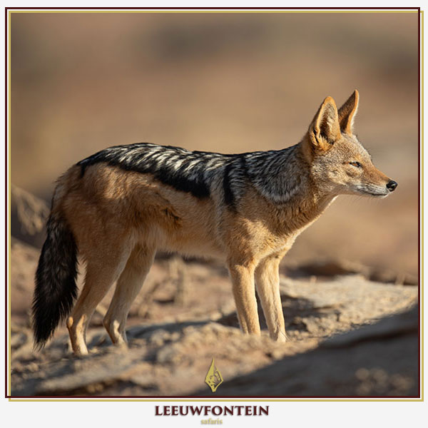 The black-backed jackal (Canis mesomelas) is a cunning and elusive predator that poses both a challenge and an opportunity for South African hunters.