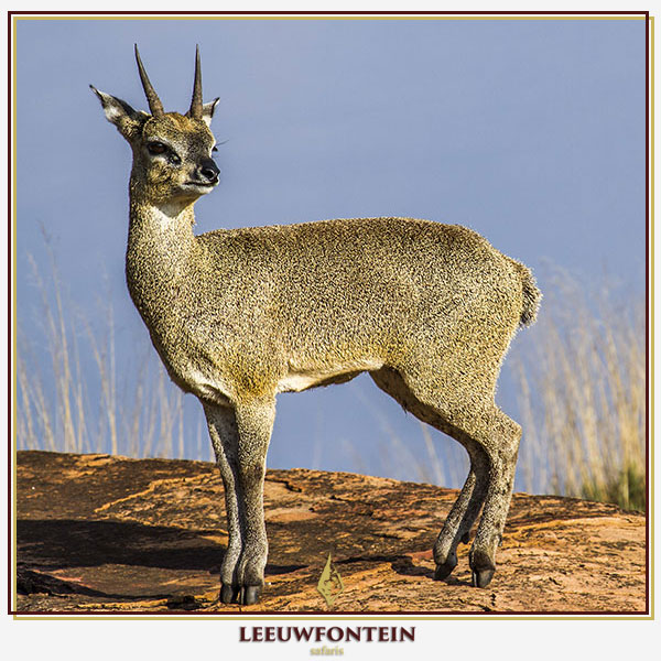 The klipspringer (Oreotragus oreotragus) is a small, agile antelope that presents a unique and challenging hunting opportunity in South Africa.