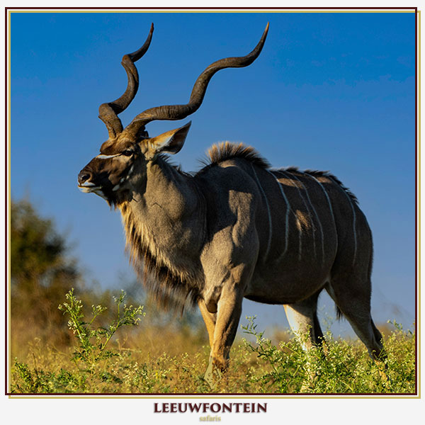 Leeuwfontein Safaris