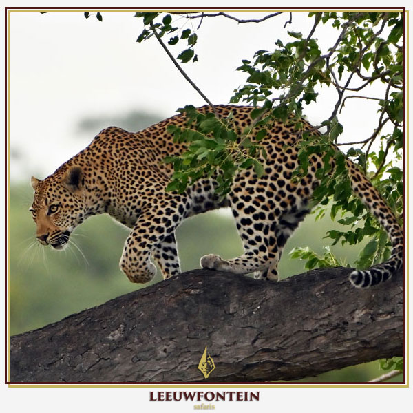Leeuwfontein Safaris
