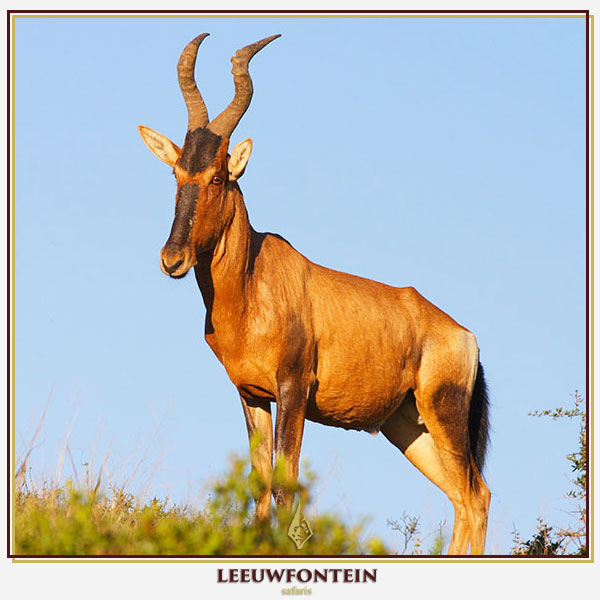 The red hartebeest (Alcelaphus buselaphus caama) is a striking and fleet-footed antelope native to South Africa.