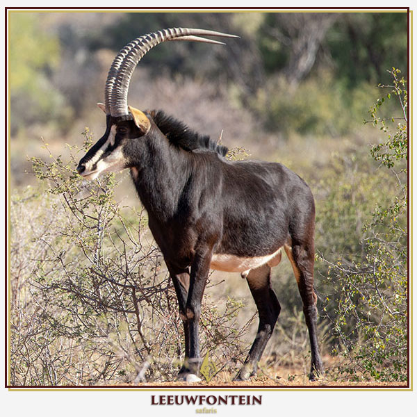 The sable antelope (Hippotragus niger) is one of South Africa’s most striking and sought-after trophies.