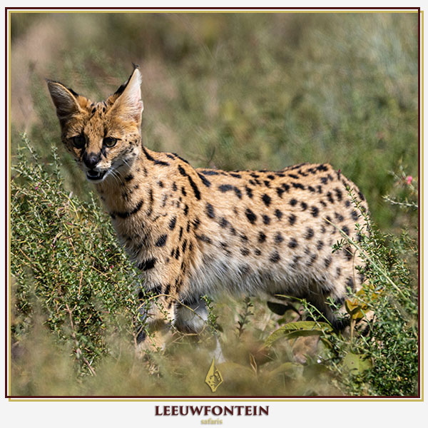 The serval cat (Leptailurus serval) is a medium-sized wild feline known for its striking spotted coat, elongated limbs, and keen hunting abilities.