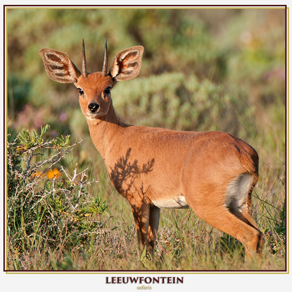 The steenbok (Raphicerus campestris) is a small, swift antelope native to South Africa, offering both a rewarding challenge and a highly valued trophy for hunters.