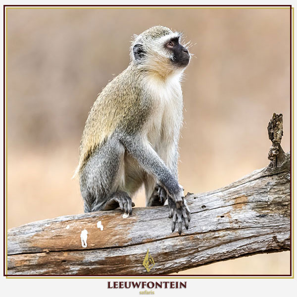 The vervet monkey (Chlorocebus pygerythrus) is a highly intelligent and elusive primate that presents a unique challenge for South African hunters.