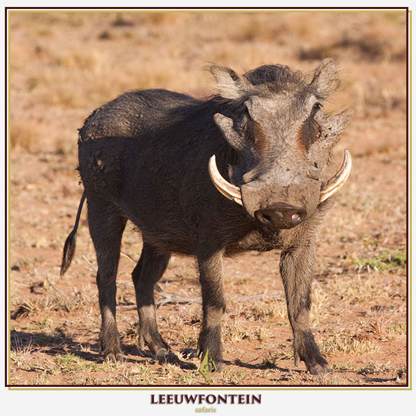 Leeuwfontein Safaris
