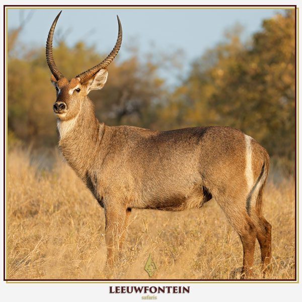 Leeuwfontein Safaris