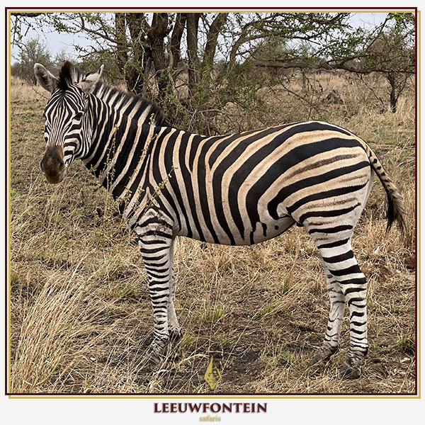 The plains zebra (Equus quagga) is a striking and resilient game species that presents both a challenging pursuit and a prized trophy for South African hunters.
